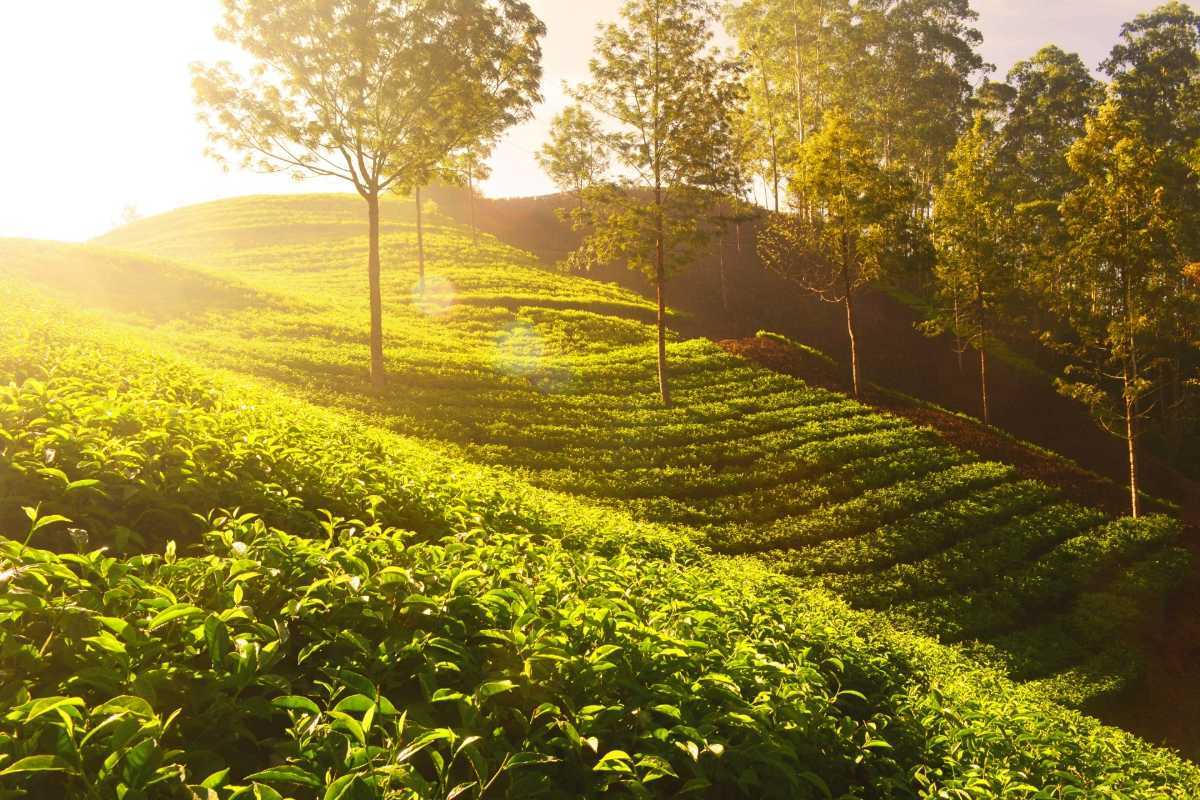 Chikkamagalur Landscape