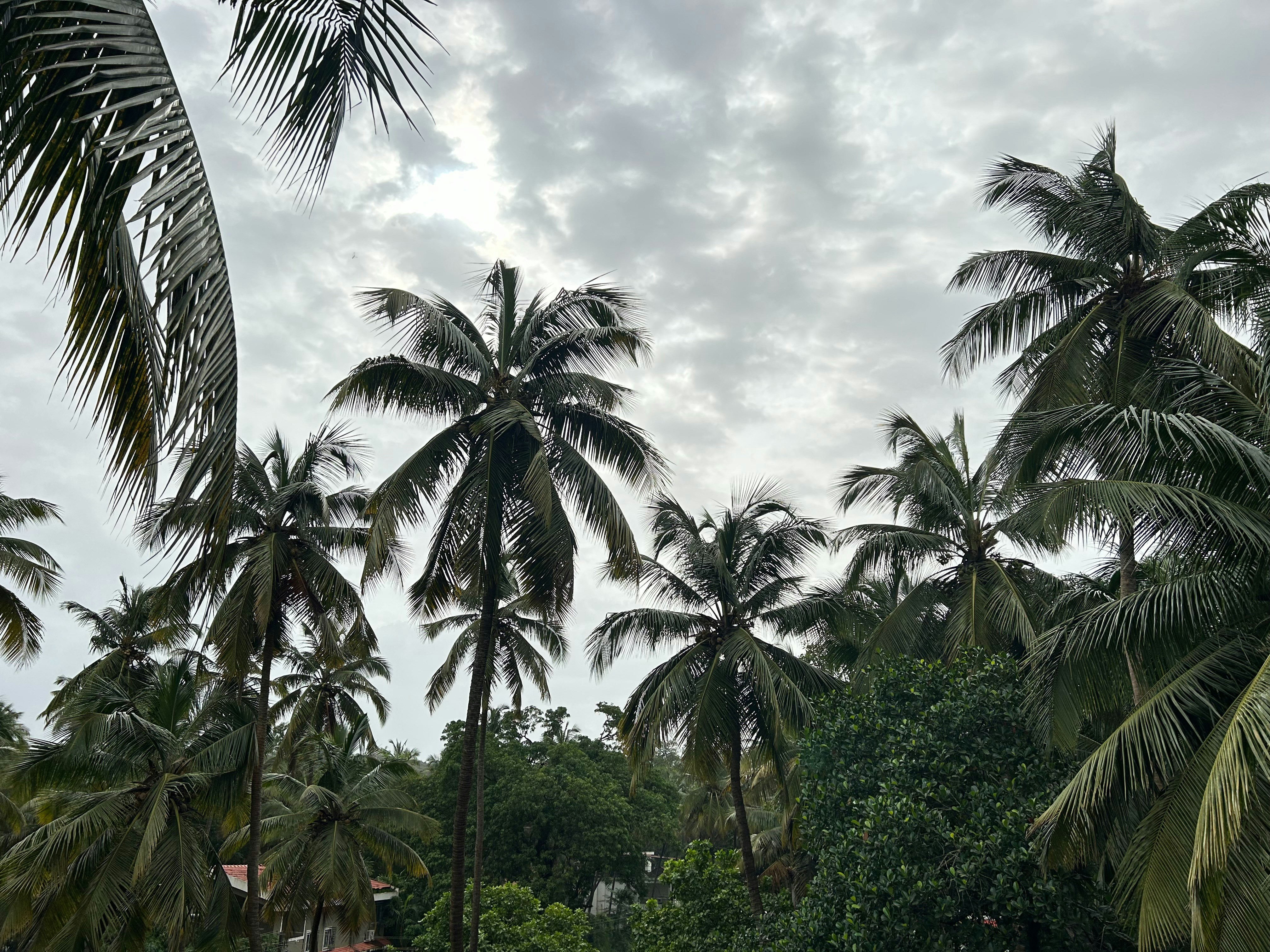 Goa Landscape