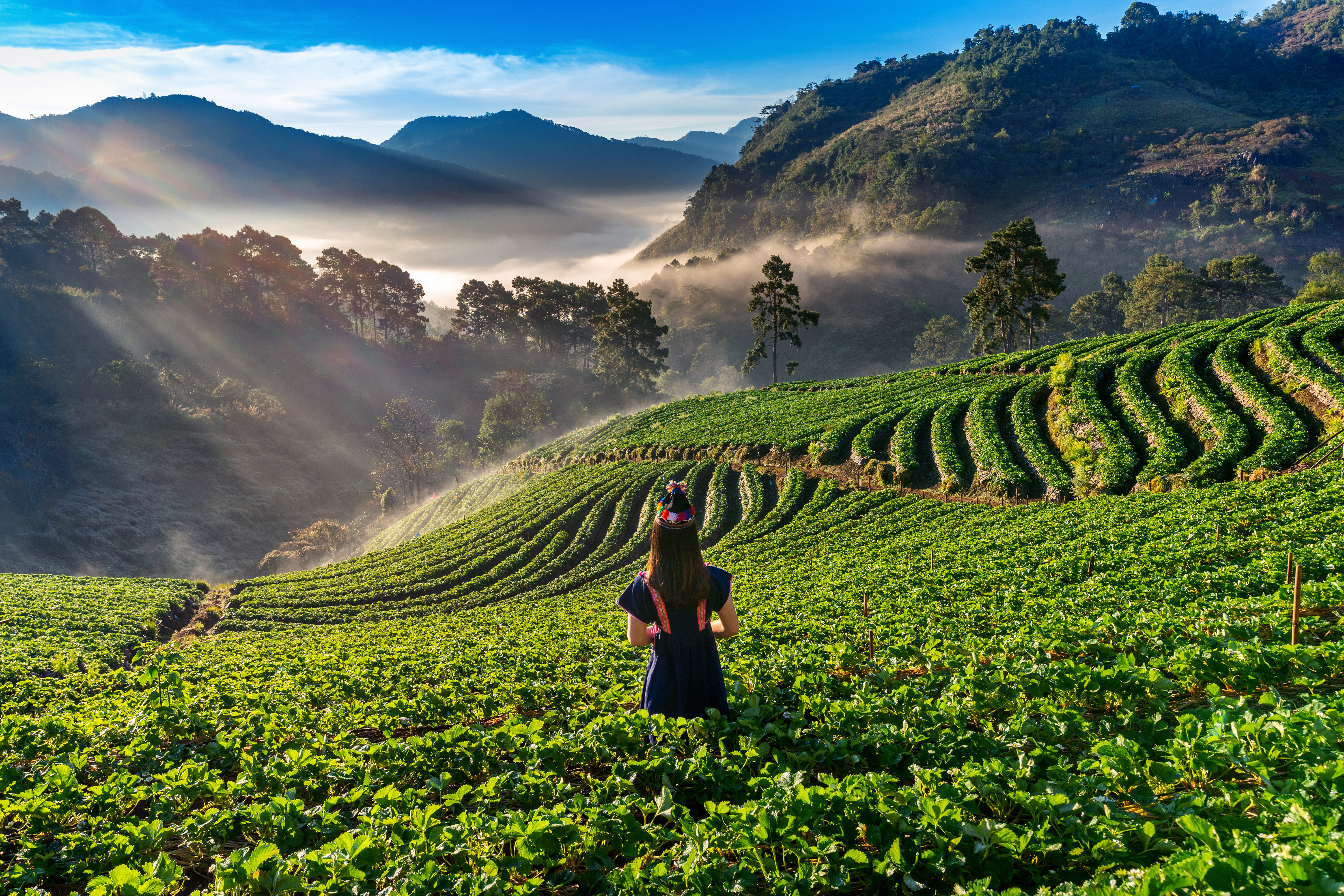Munnar Tea Plantations